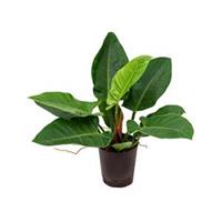 plantenwinkel.nl Philodendron imperial green S hydrocultuur plant
