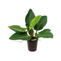 plantenwinkel.nl Philodendron imperial green S hydrocultuur plant