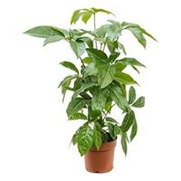 plantenwinkel.nl Schefflera amate XS kamerplant