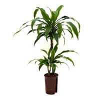 plantenwinkel.nl Dracaena arturo XS hydrocultuur plant