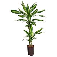 plantenwinkel.nl Dracaena cintho teresina M hydrocultuur plant