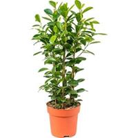 plantenwinkel.nl Ficus moclame M kamerplant