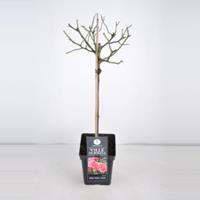 plantenwinkel.nl Trosroos op stam (rosa Ville de Roeulx) - Stam 50 cm - 1 stuks
