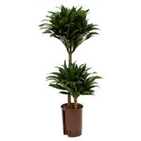 plantenwinkel.nl Dracaena compacta S hydrocultuur plant