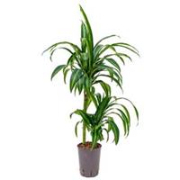 plantenwinkel.nl Dracaena hawaiian sunshine duo S hydrocultuur plant