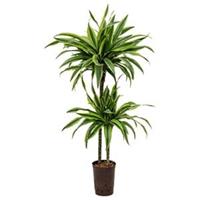 plantenwinkel.nl Dracaena lemon lime sina hydrocultuur plant