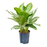 plantenwinkel.nl Aglaonema silver bay S hydrocultuur plant