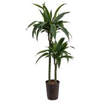 plantenwinkel.nl Dracaena arturo M hydrocultuur plant