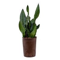 plantenwinkel.nl Sansevieria zeylanica compacta hydrocultuur plant