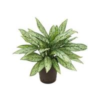 plantenwinkel.nl Aglaonema silver queen hydrocultuur plant