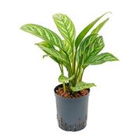 plantenwinkel.nl Aglaonema stripes S hydrocultuur plant