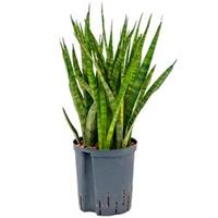 plantenwinkel.nl Sansevieria kirkii M hydrocultuur plant