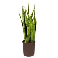 plantenwinkel.nl Sansevieria laurentii S hydrocultuur plant