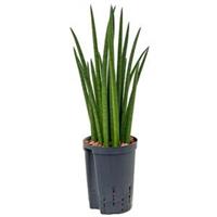 plantenwinkel.nl Sansevieria spikes S hydrocultuur plant