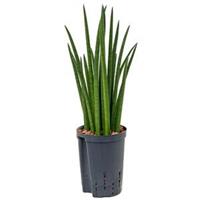 plantenwinkel.nl Sansevieria spikes S hydrocultuur plant