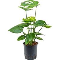 plantenwinkel.nl Monstera pertusem M gatenplant hydrocultuur plant