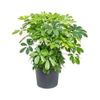 plantenwinkel.nl Schefflera arboricola S kamerplant