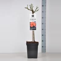 plantenwinkel.nl Mini Rozen op stam Coco