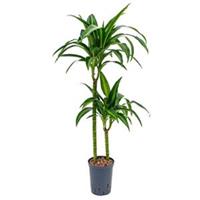 plantenwinkel.nl Dracaena hawaiian sunshine duo M hydrocultuur plant