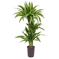 plantenwinkel.nl Dracaena lemon lime mazuco hydrocultuur plant