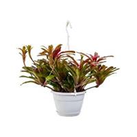 plantenwinkel.nl Neoregelia fireball hangplant