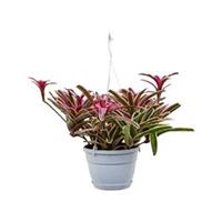 plantenwinkel.nl Neoregelia fireball donger hangplant