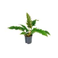 plantenwinkel.nl Philodendron narrow hydrocultuur plant