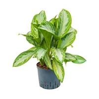 plantenwinkel.nl Aglaonema silver bay M hydrocultuur plant