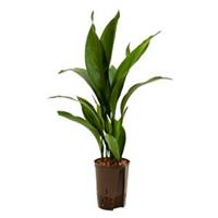 plantenwinkel.nl Aspidistra elatior S hydrocultuur plant