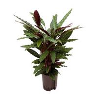 plantenwinkel.nl Calathea rufibarba wavestar hydrocultuur plant