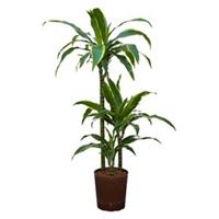 plantenwinkel.nl Dracaena arturo S hydrocultuur plant