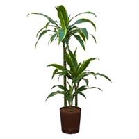 plantenwinkel.nl Dracaena arturo S hydrocultuur plant