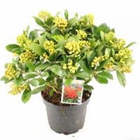 plantenwinkel.nl Skimmia (Skimmia Japonica â€œTemptationâ€ PBR) heester - 30-40 cm (C5) - 8 stuks