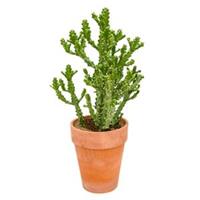 plantenwinkel.nl Euphorbia cactus mayuranathanii XXL kamerplant