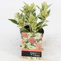 plantenwinkel.nl Skimmia (Skimmia Japonica â€œMagic Marlotâ€®) heester - 10-15 cm (P9,5) - 18 stuks