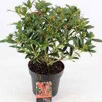 plantenwinkel.nl Skimmia (Skimmia Japonica â€œRed Riding Hoodâ€) heester - 30-40 cm (C3) - 7 stuks