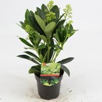 plantenwinkel.nl Skimmia (Skimmia Japonica â€œFinchyâ€®) heester - 15-20 cm (P9,5) - 18 stuks