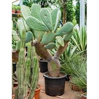Opuntia cactus indica L2 kamerplant