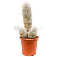 plantenwinkel.nl Espostoa cactus melanostele S kamerplant