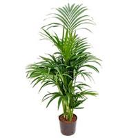plantenwinkel.nl Kentia palm forsteriana pureba hydrocultuur plant