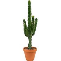 Euphorbia cactus erytrea M kamerplant