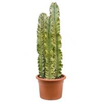 plantenwinkel.nl Euphorbia cactus ingens marmorata trio kamerplant