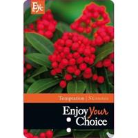 plantenwinkel.nl Skimmia (Skimmia Japonica â€œTemptationâ€ PBR) heester - 15-20 cm (P13) - 8 stuks