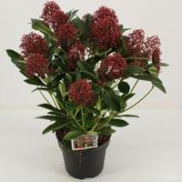 plantenwinkel.nl Skimmia (Skimmia Japonica â€œRubellaâ€) heester - 30-40 cm (C3) - 9 stuks