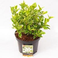 plantenwinkel.nl Sneeuwbal (Viburnum tinus â€œWhite Egretâ€) heester - 30-40 cm (C4.5) - 9 stuks