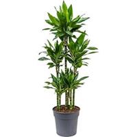 plantenwinkel.nl Dracaena janet lind XXXL kamerplant