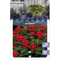 plantenwinkel.nl Skimmia (Skimmia Japonica â€œOlympic Flameâ€) heester - 20-25 cm (C2) - 6 stuks