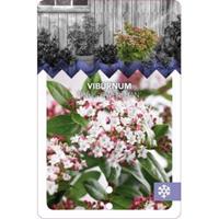 plantenwinkel.nl Sneeuwbal (Viburnum tinus â€œGwenllianâ€) heester - 50-60 cm (C10) - 5 stuks