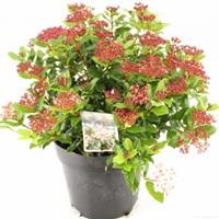 plantenwinkel.nl Sneeuwbal (Viburnum tinus â€œGwenllianâ€) heester - 40-50 cm (C7) - 6 stuks