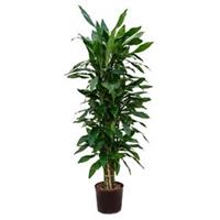 plantenwinkel.nl Dracaena janet lind numi hydrocultuur plant